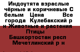 Индоутята взраслые чёрные и коричневые С белым › Цена ­ 450 - Все города, Кулебакский р-н Животные и растения » Птицы   . Башкортостан респ.,Мечетлинский р-н